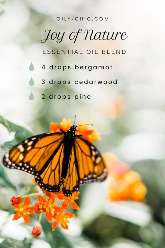 Cedarwood Essential Oil Blends For Diffuser Recipes And More